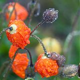 Iceland Poppies (Papaver radicatum) in the rain