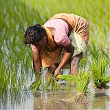 Planting the rice in a waterlogged paddy field