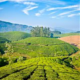 Tea plantations in the Western Ghats, Kerala