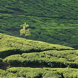 Silver Oak and tea plantation