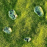 Water drops on a moss cushion