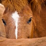Icelandic horses