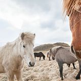 Kate photographing Icelandic Horses, Lake Mývatn