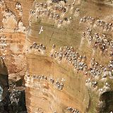 Kittiwake colony