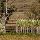 Onions hanging out to dry