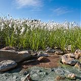 Common Cottongrass (Eriophorum angustifolium) in geothermal area