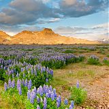 The Nootka Lupina, (Lupinus nootkatensis) Bakkagerði, Borgarfjörður
