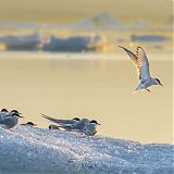 Arctic Terns at Jökulsárlón