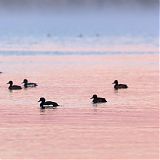 Tufted Ducks, Lake Mývatn at sunset