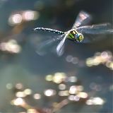 Southern Hawker (Aeshna cyanea) dragonfly
