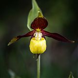 Lady Slipper Orchid (Cypripedium calceolus)