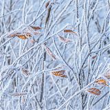 Frosted branches