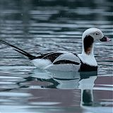 Long Tail Duck, Båtsfjord