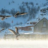 Young gulls, Båtsfjord