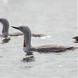 Red-Throated Diver with chicks