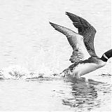 Great Northern Diver taking off