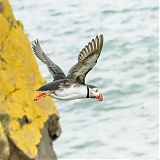 Puffin taking off