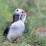 Puffin carrying sand eels