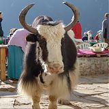 Yak at Monjo