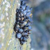 Mussels clinging to the rock
