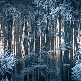 Frozen forest north of Sibiu