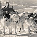 Musher with his dogs