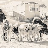 Mushers with dogs