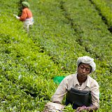 Tea plantations, Munnar