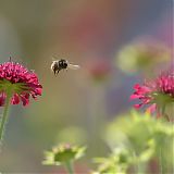 Bumble bee, Bodnant Garden