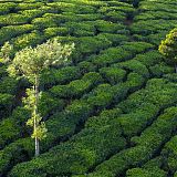 Tea plantations, Munnar