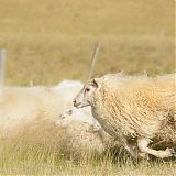 Sheep on the run