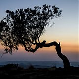 Tree at sunset, Simien Mountains