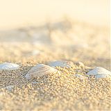 Shells close-up
