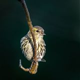 Bird on twig