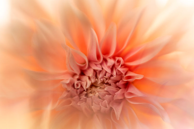 Dahlia flower close-up