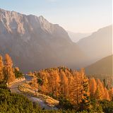 Larch forest, Julian Alps