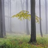 Beech forest, Notranjska region