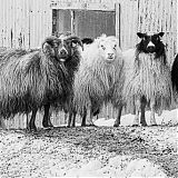 Sheep, East Fjords