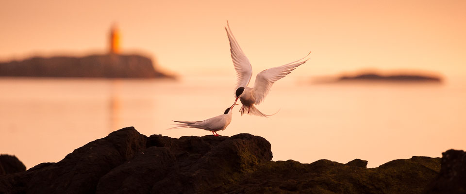 Arctic terns, Flatey Island