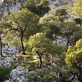 Holm oak trees in the Cares Gorge