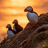 Puffins in the midnight sun