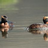 Slavonian Grebes