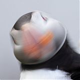 Puffin shaking its head
