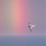 Arctic tern and rainbow in the midnight sun