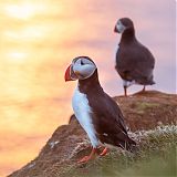 Puffins in the midnight sun
