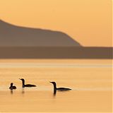 Red throated divers in the midnight sun