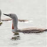 Red throated divers with chicks