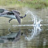 Red throated diver taking off