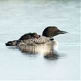Great northern diver with chick