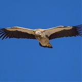 Griffon vulture